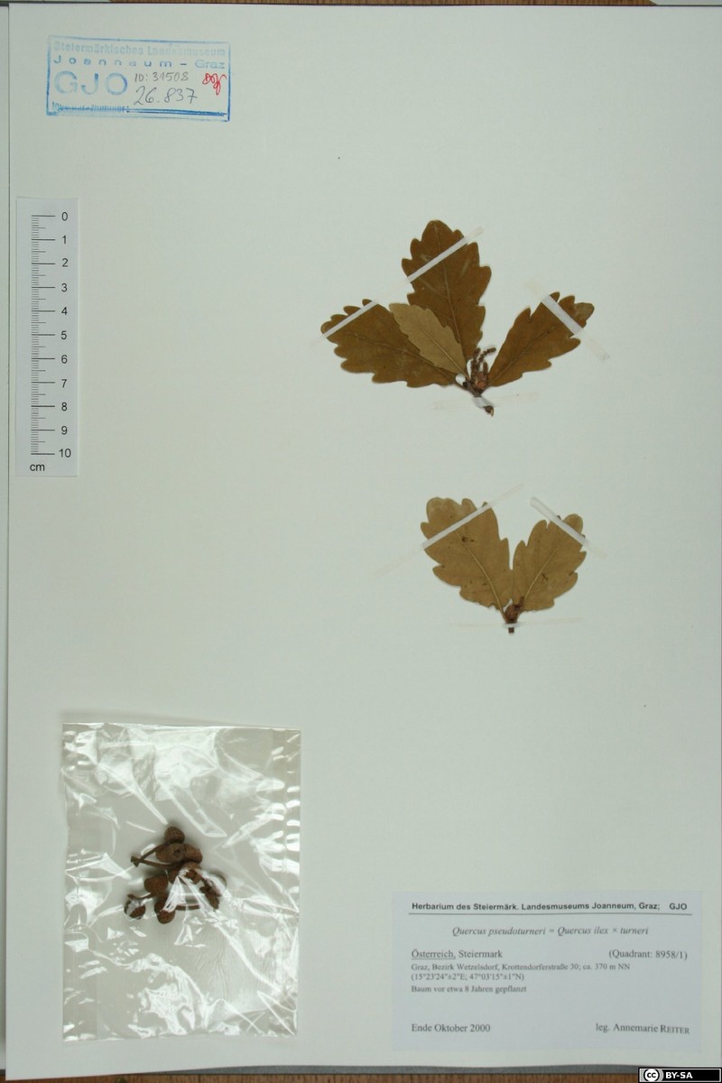 Quercus × turneri photo 4