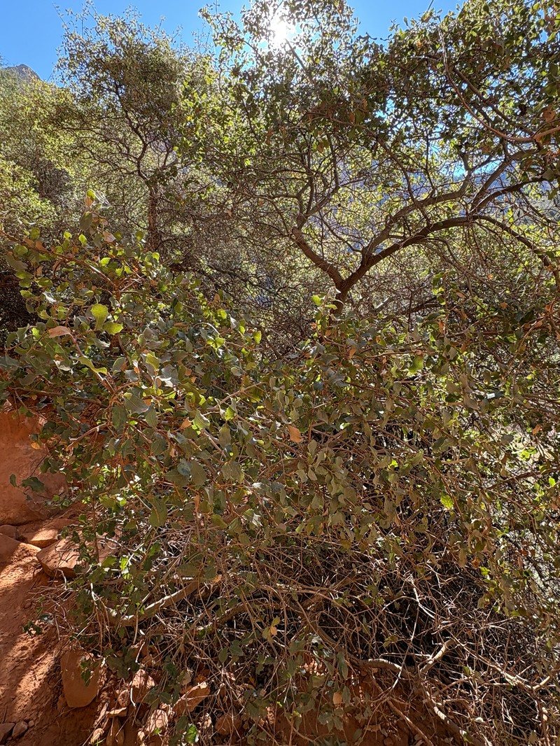 Quercus pauciloba