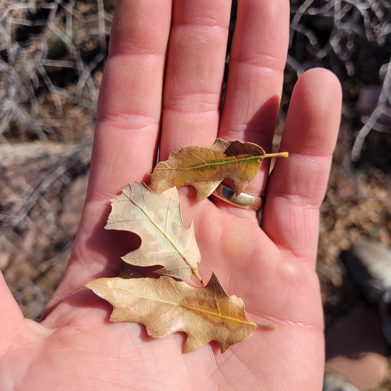 Quercus pauciloba photo 2