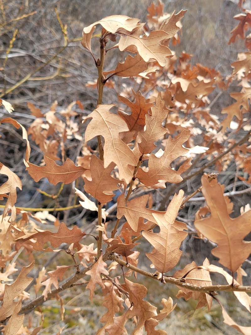 Quercus pauciloba photo 3
