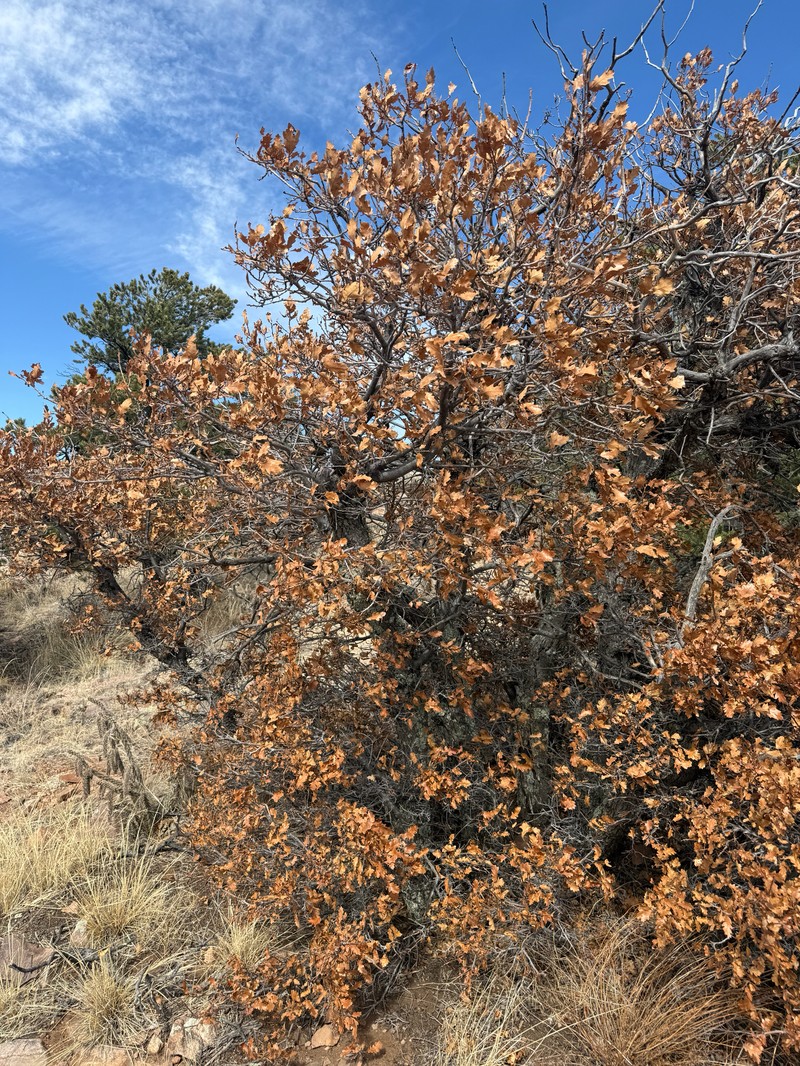 Quercus pauciloba photo 4