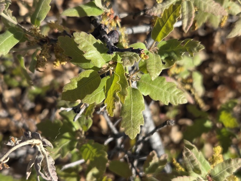 Quercus pauciloba photo 5