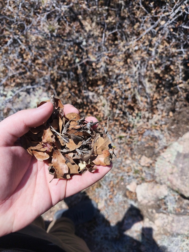 Quercus pauciloba photo 7