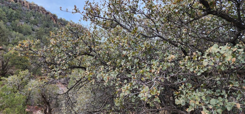 Quercus pauciloba photo 8