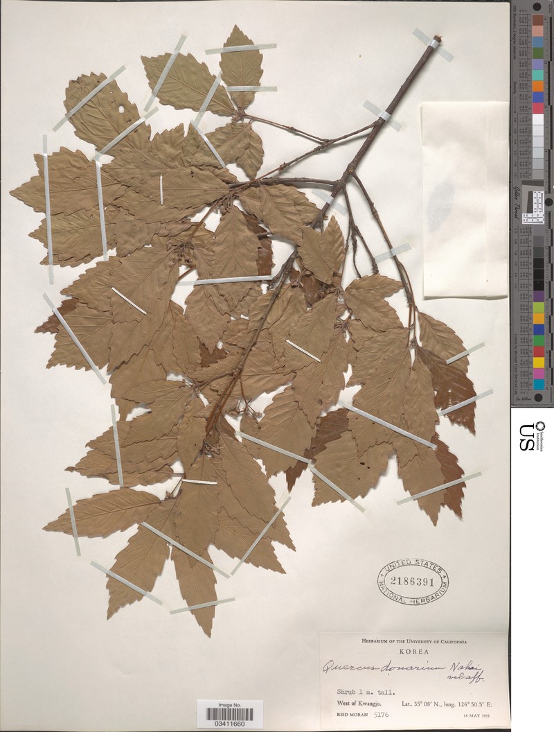 Quercus × urticifolia