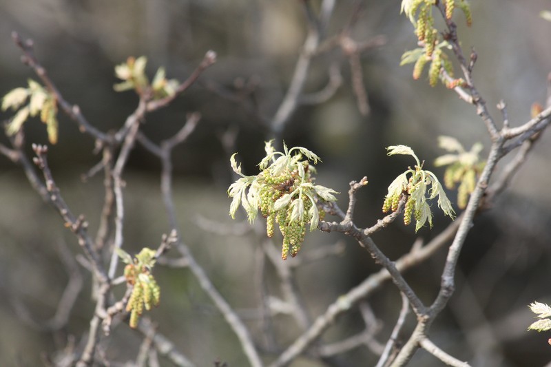 hybrid oak