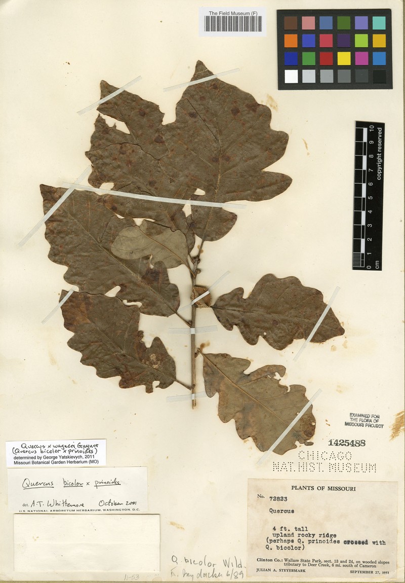 hybrid oak photo 3