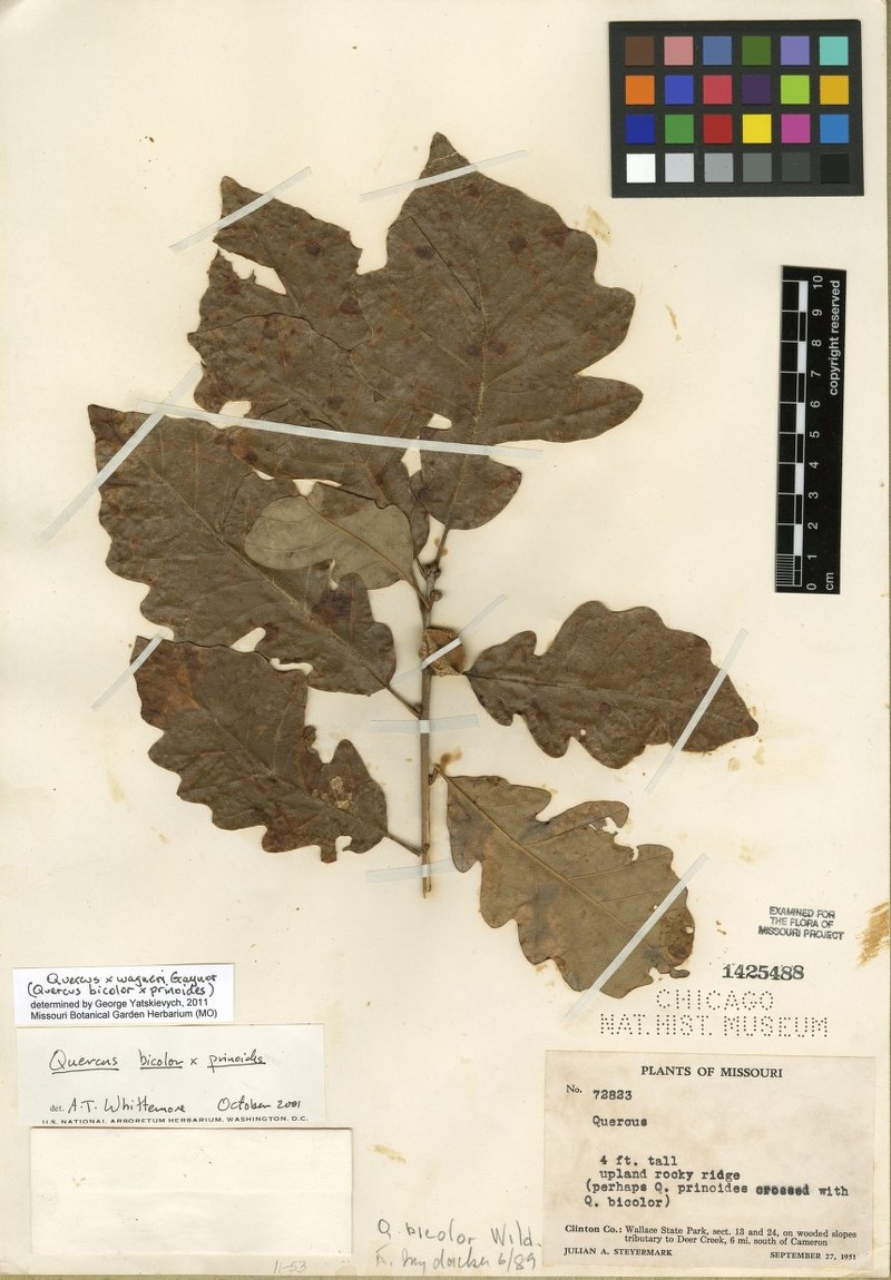 hybrid oak