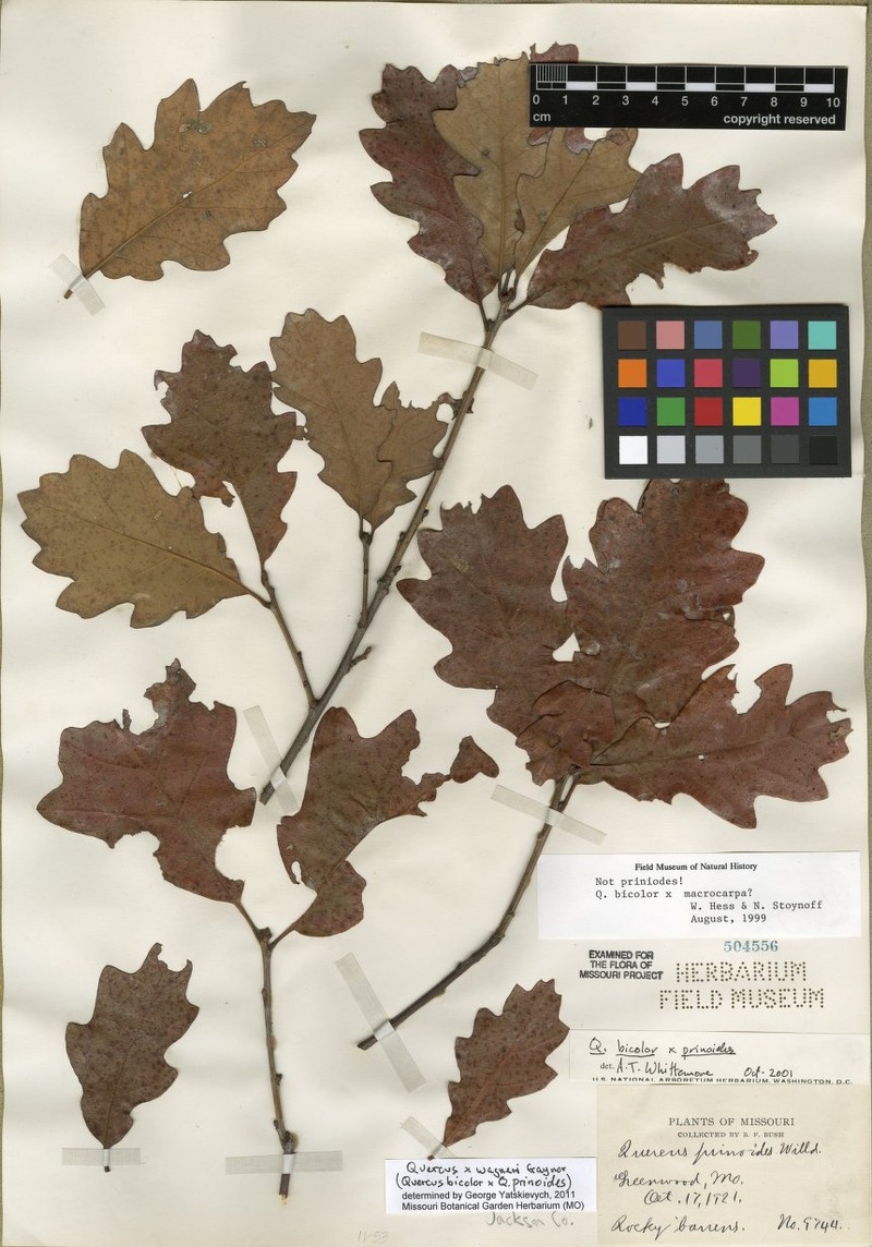 hybrid oak photo 2