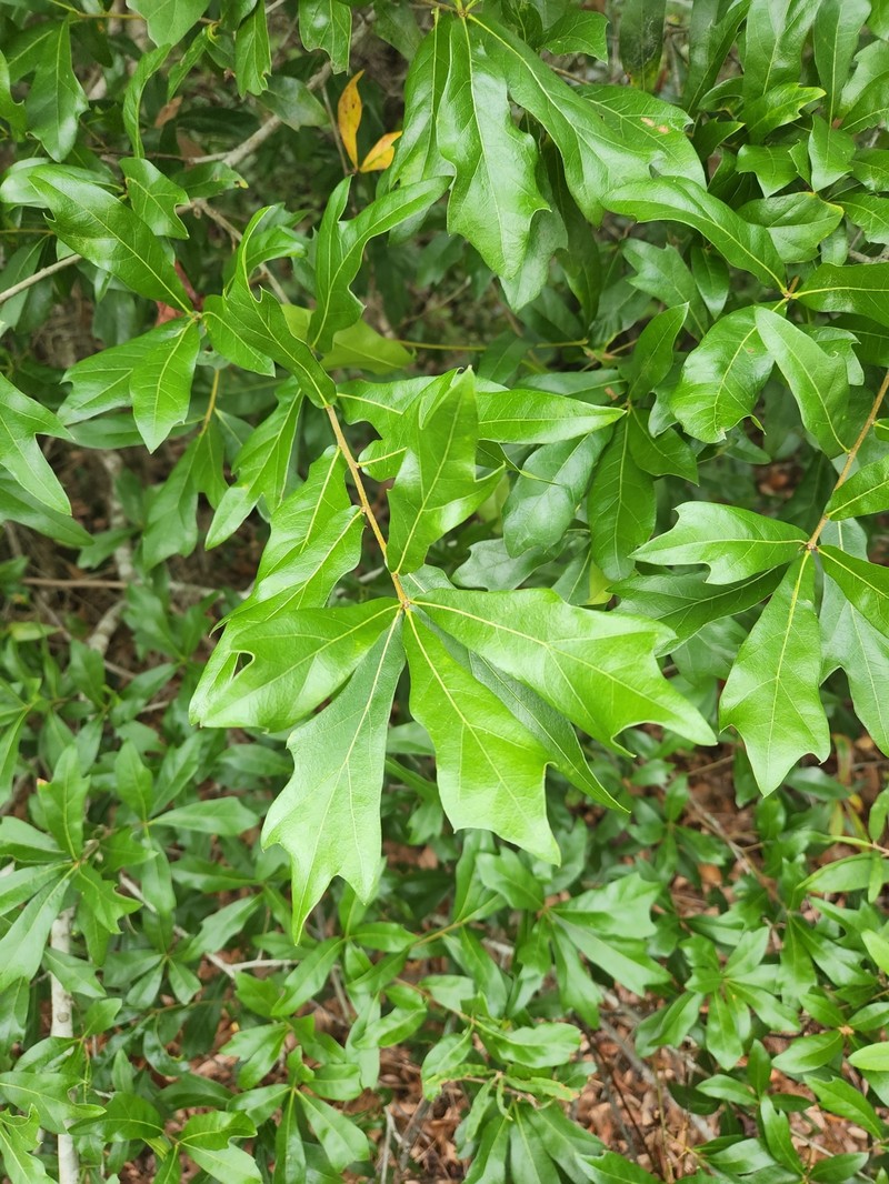 hybrid oak