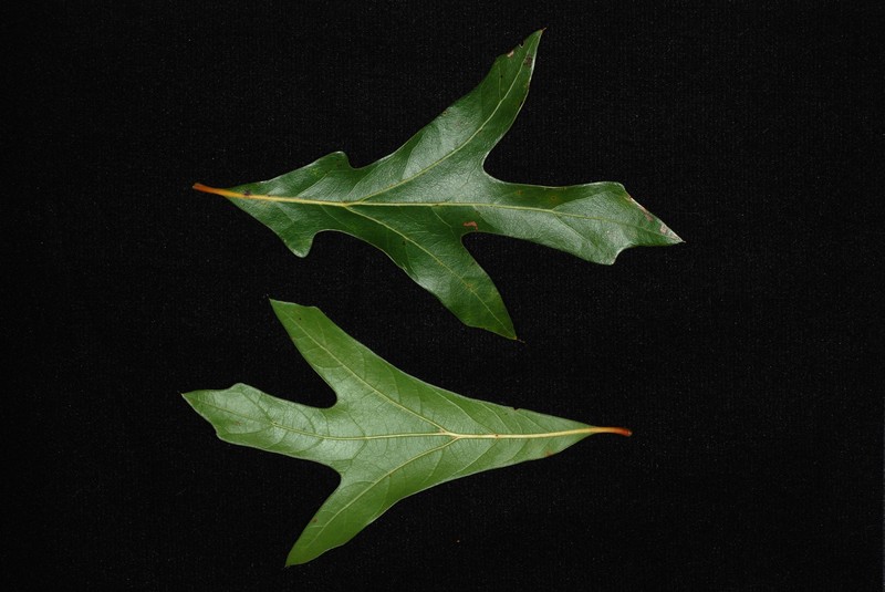 hybrid oak photo 3
