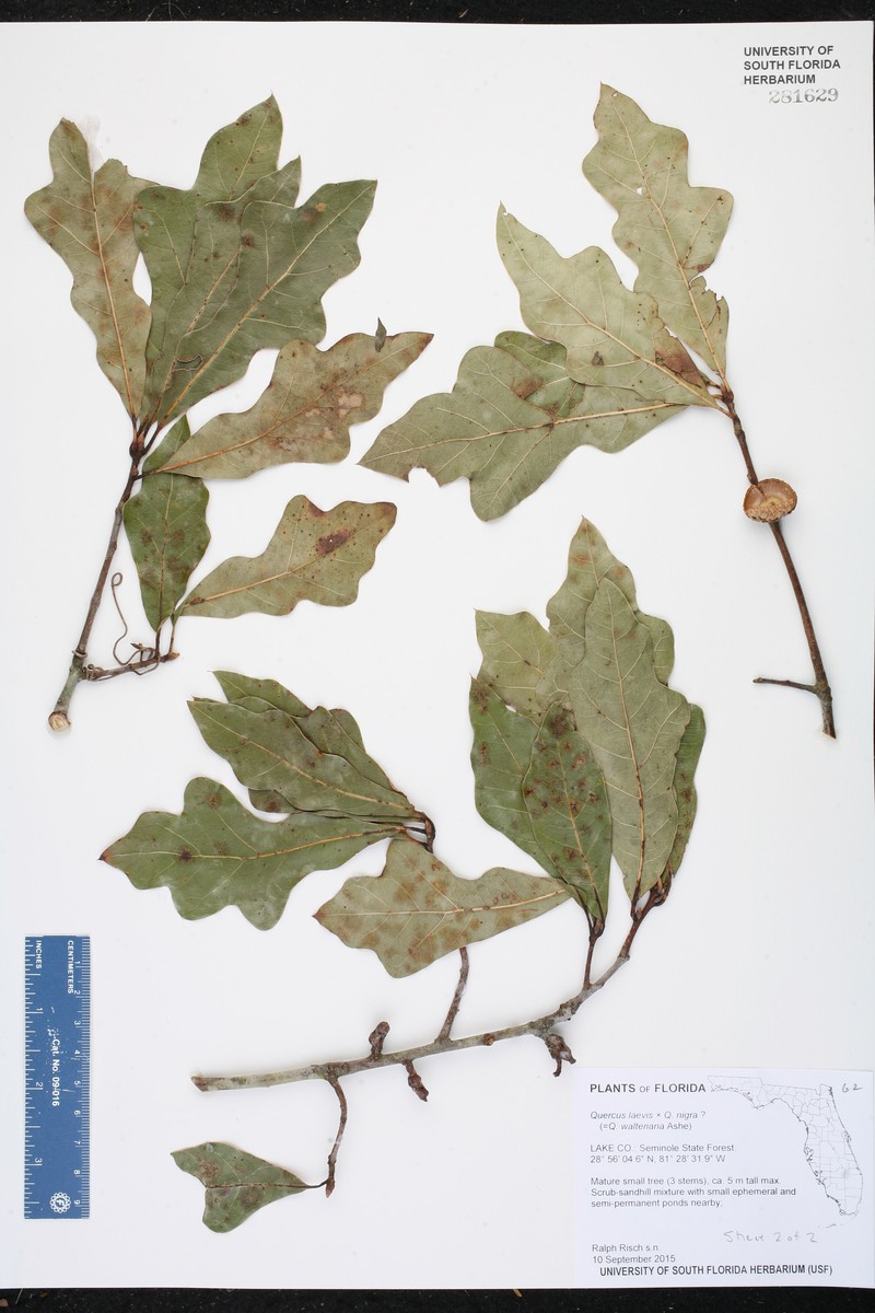 hybrid oak photo 4