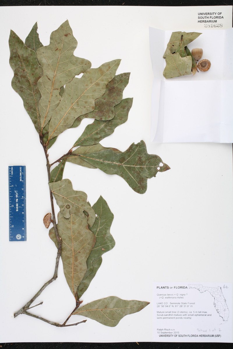 hybrid oak photo 5