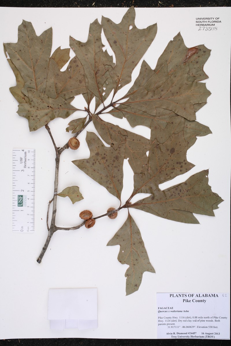 hybrid oak photo 6