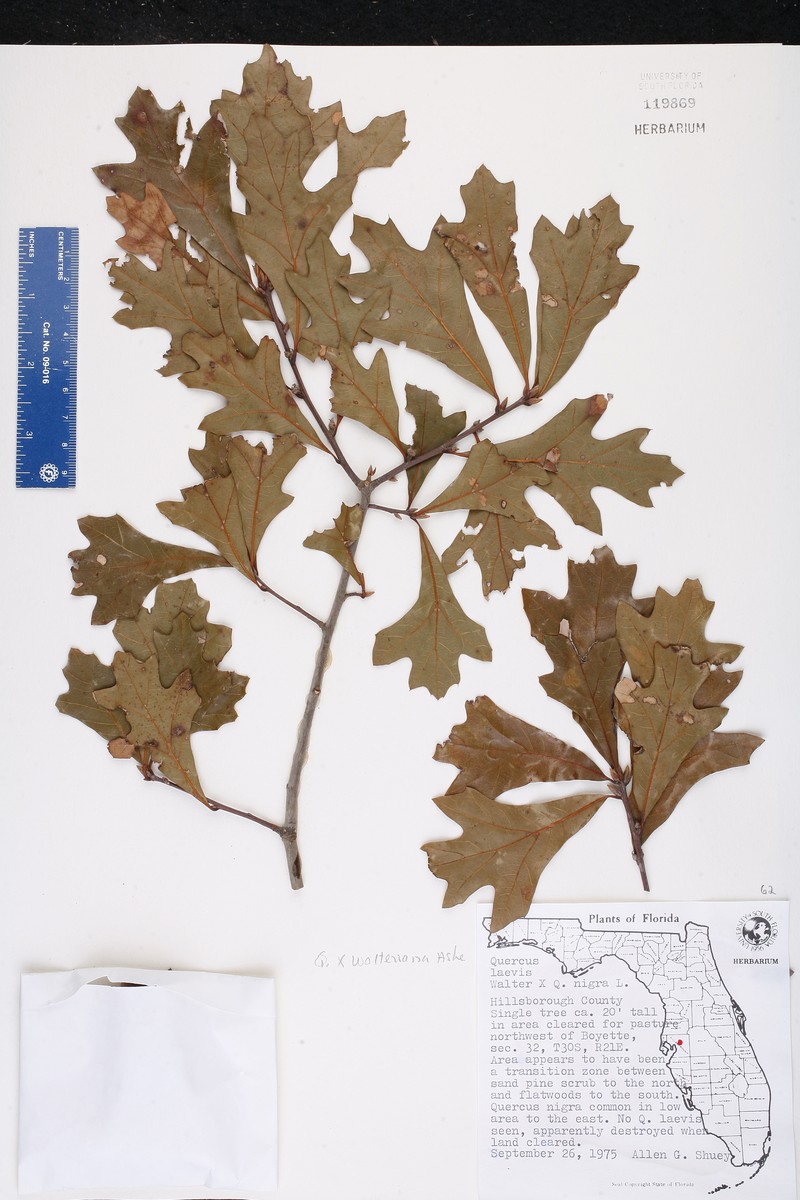 hybrid oak photo 7
