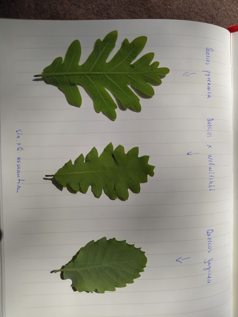 Quercus × welwitschii