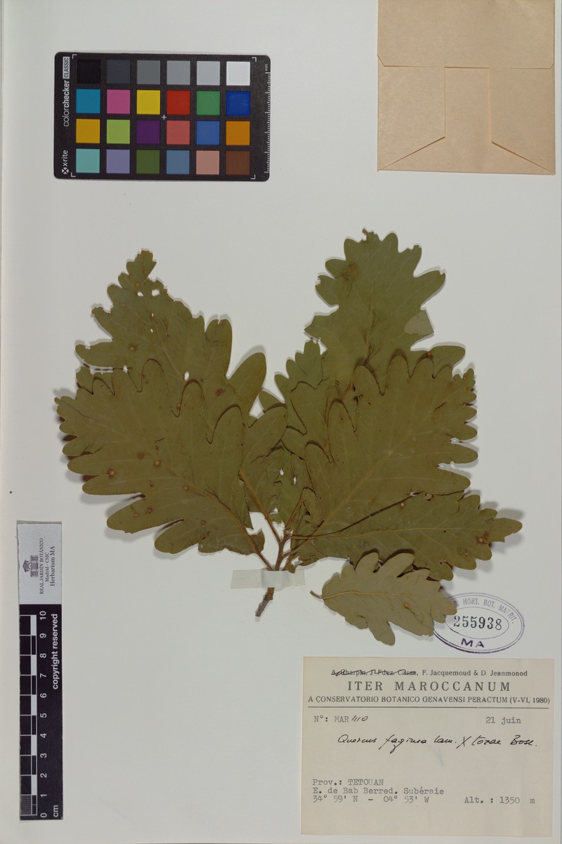 Quercus × welwitschii photo 3