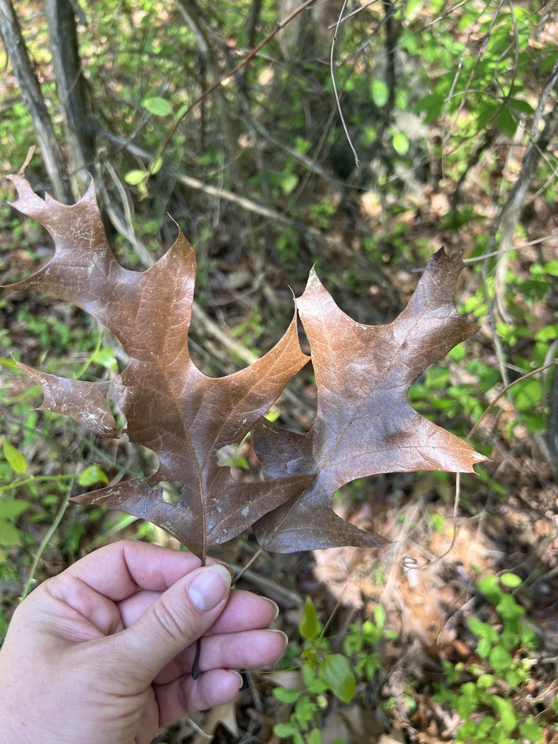 hybrid oak