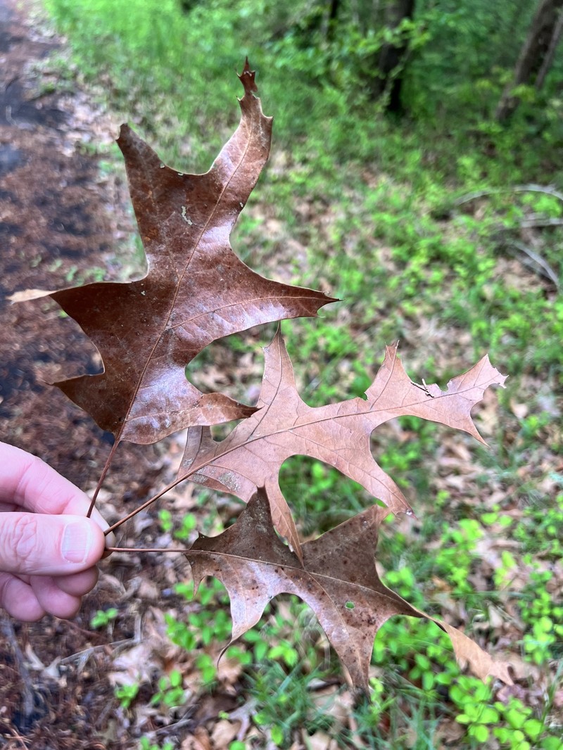 hybrid oak photo 2