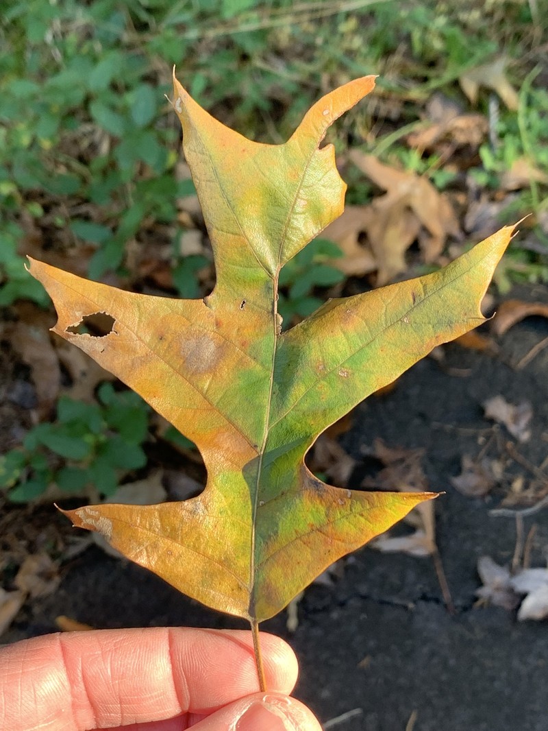 hybrid oak photo 3