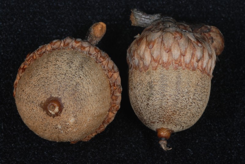 hybrid oak photo 4