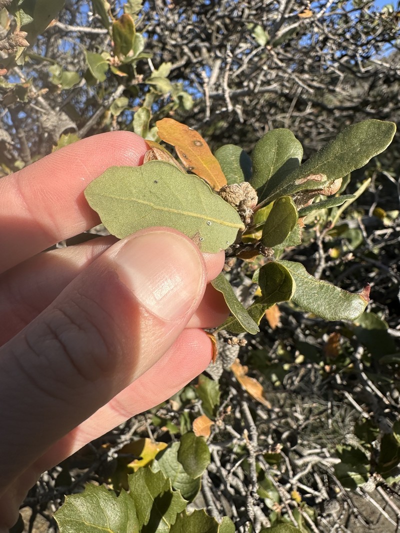 hybrid oak