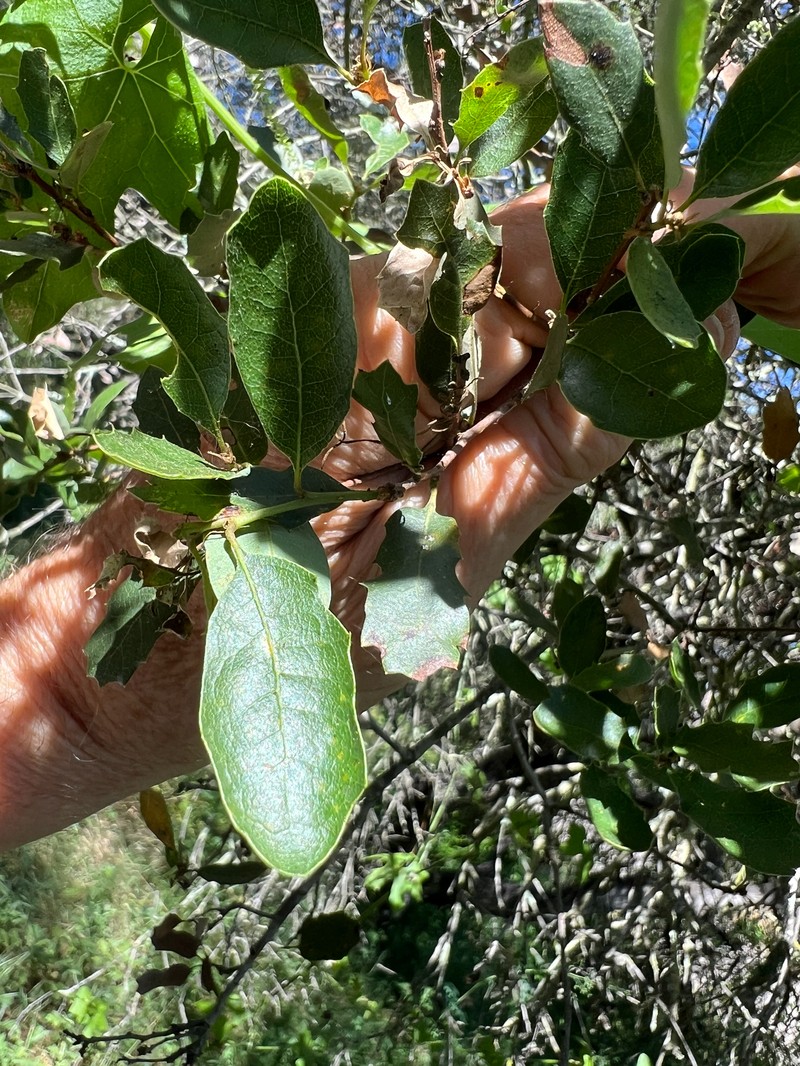 hybrid oak photo 4