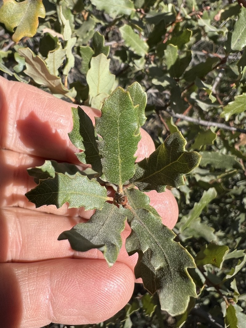 hybrid oak photo 7