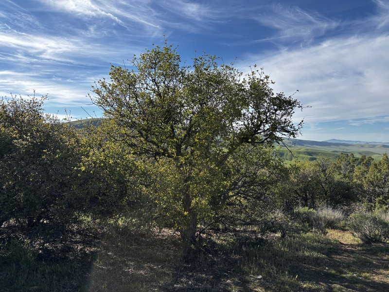 Alvord Oak photo 2