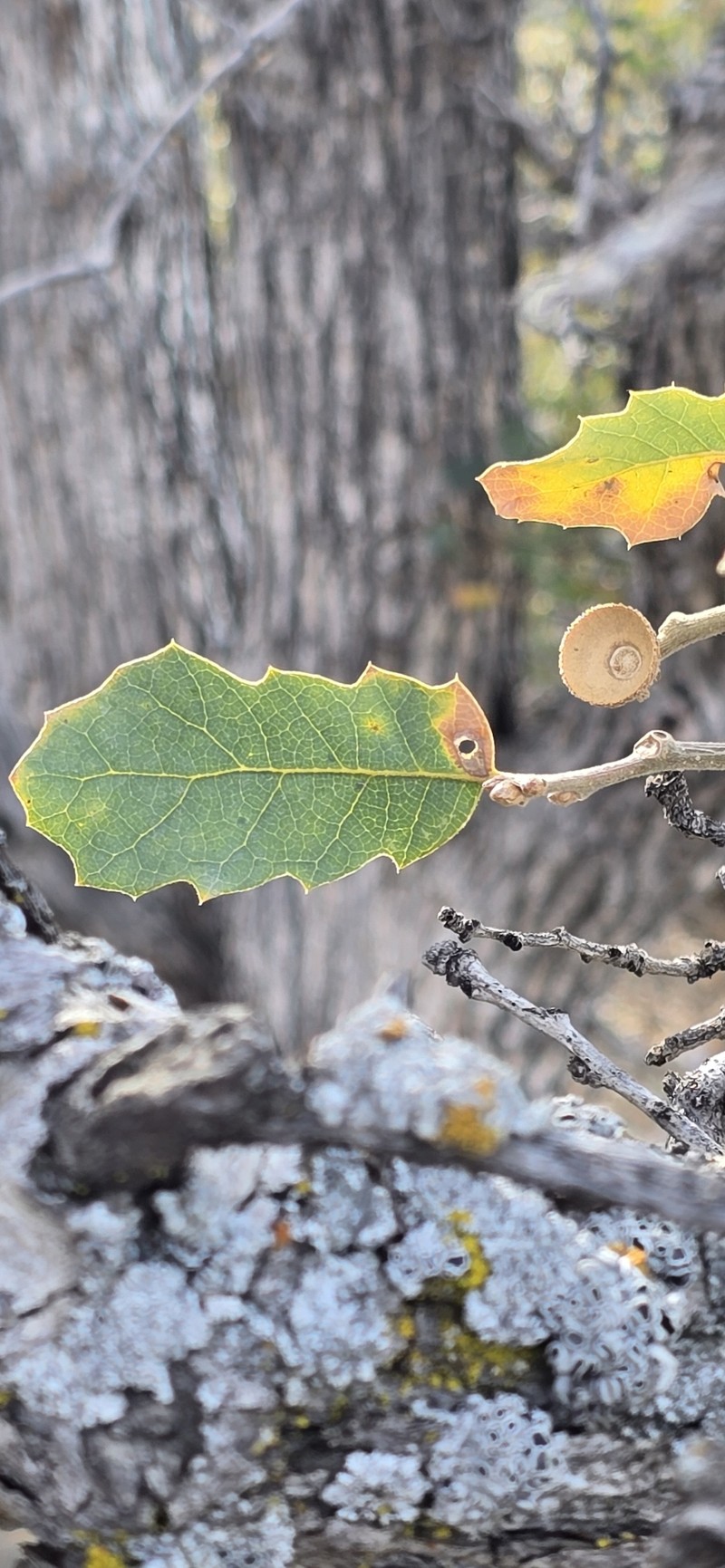 Alvord Oak photo 3