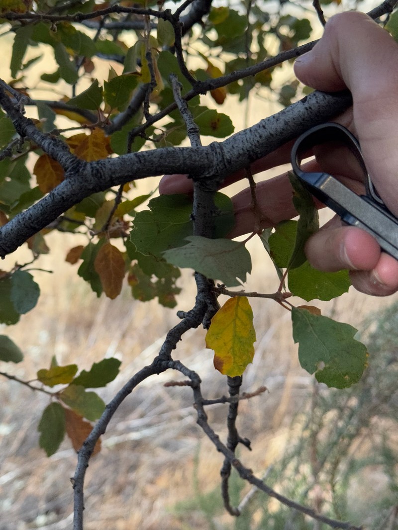 Alvord Oak photo 4