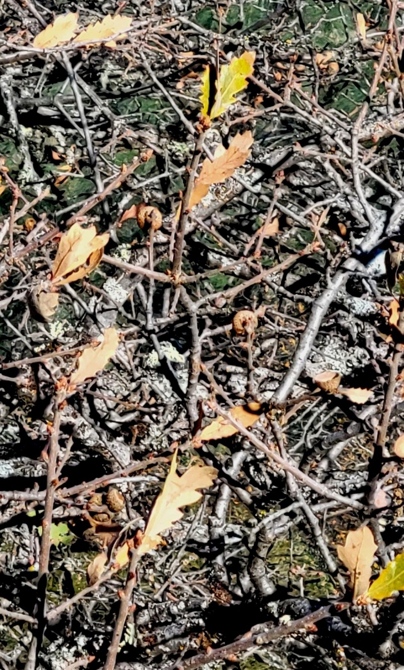 Alvord Oak photo 6