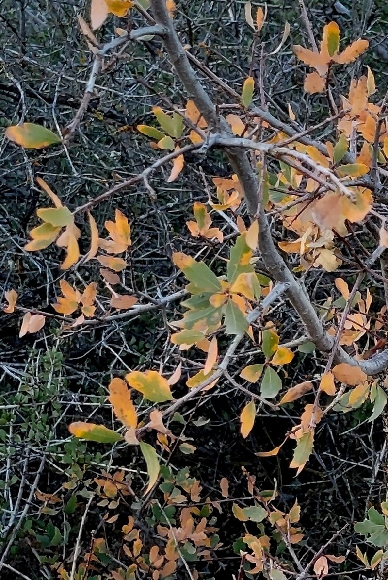Alvord Oak photo 7