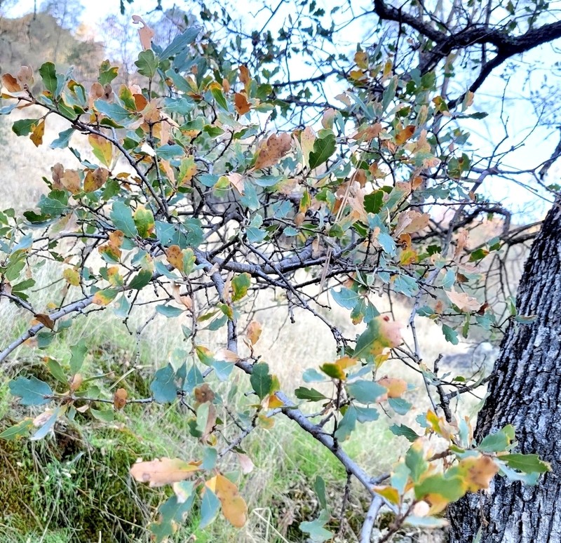 Alvord Oak photo 8