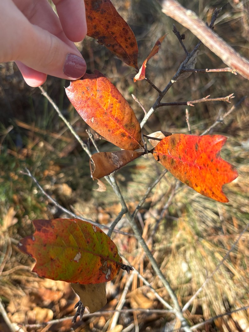 hybrid oak photo 3