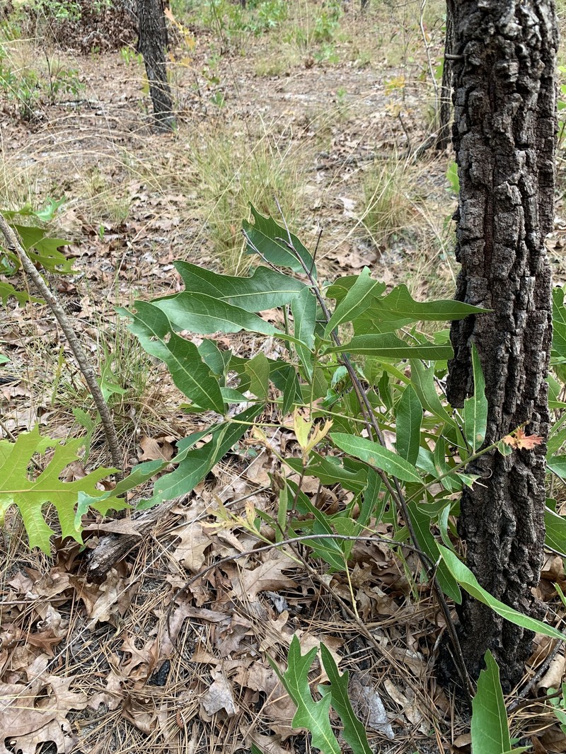 hybrid oak photo 4