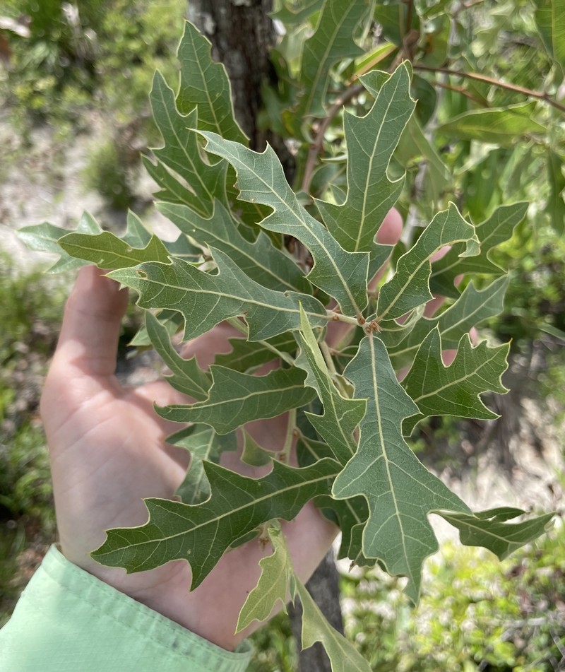 hybrid oak photo 5