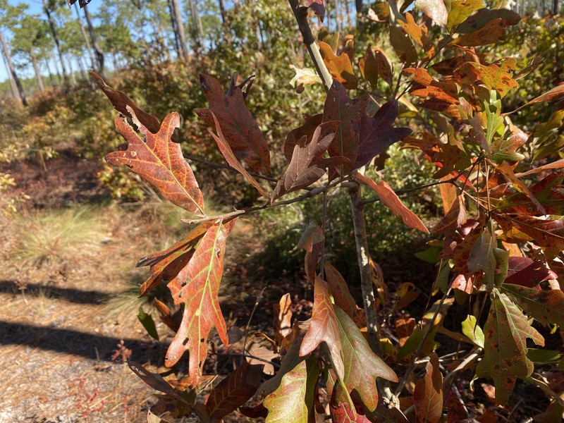hybrid oak photo 6