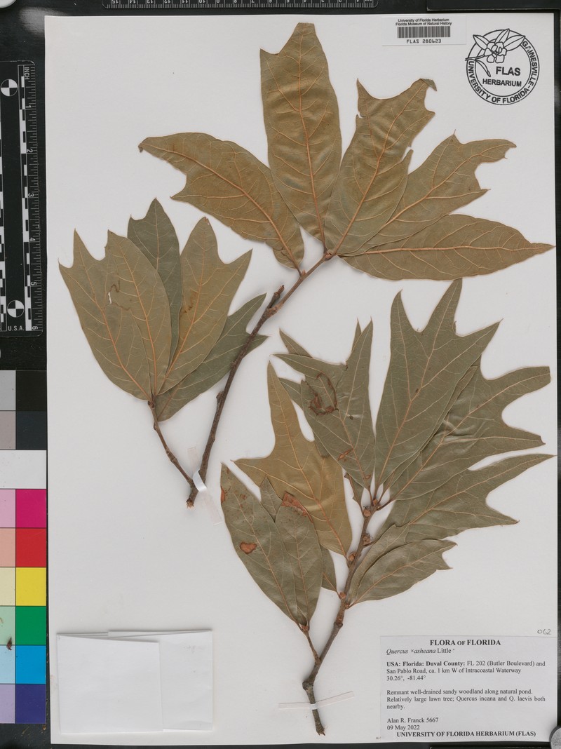 hybrid oak photo 8