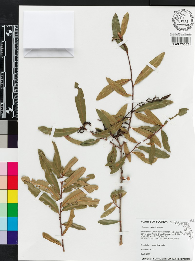 hybrid oak