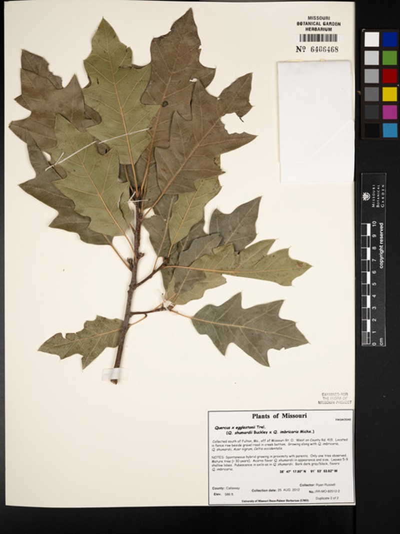hybrid oak