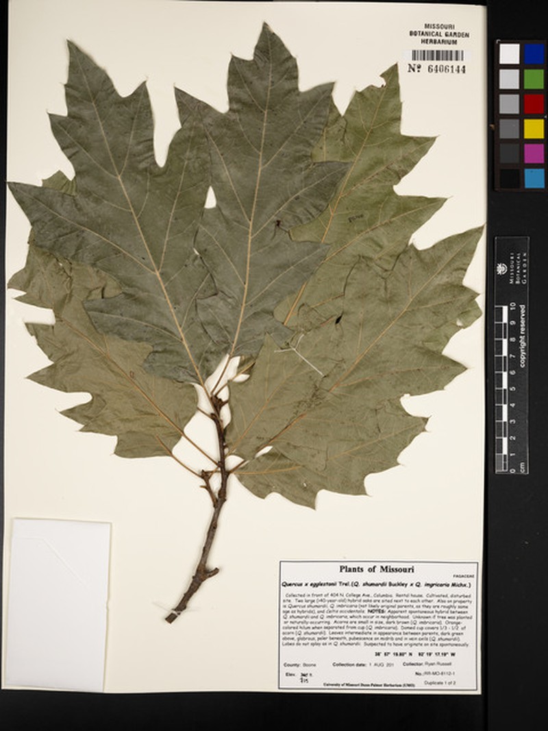 hybrid oak photo 2