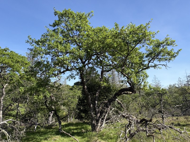 hybrid oak photo 3