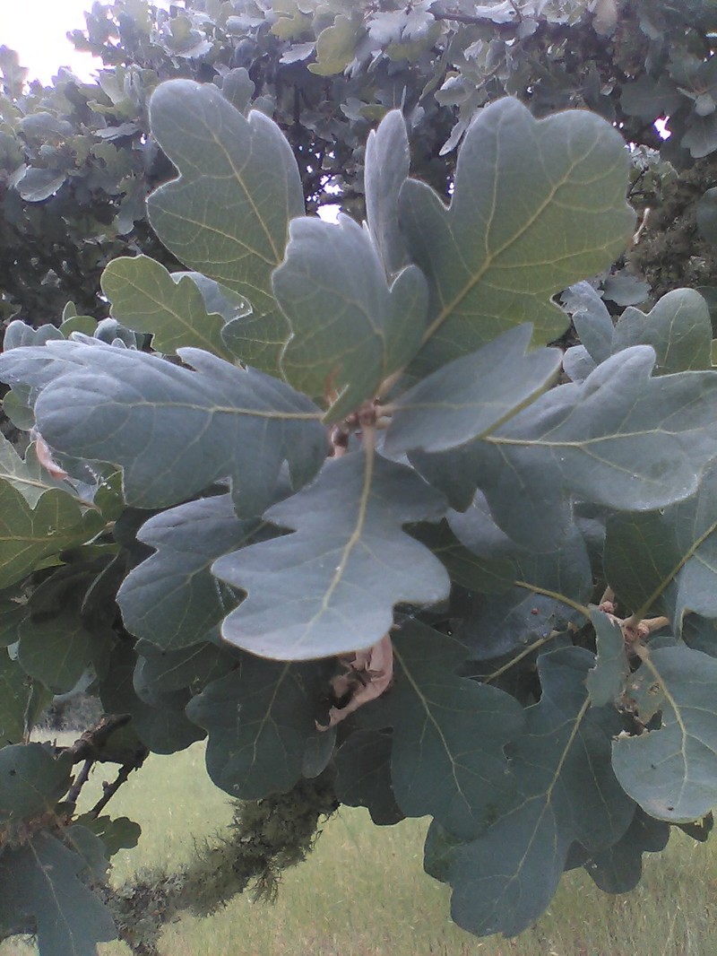 hybrid oak photo 4