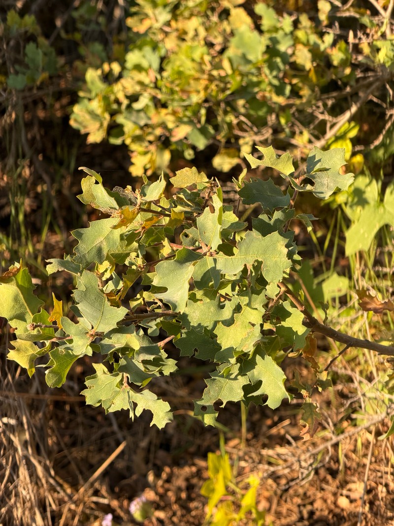 hybrid oak photo 5