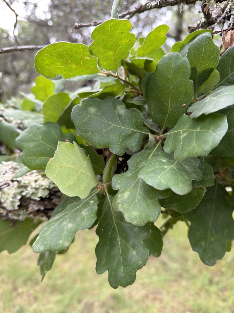 hybrid oak photo 6