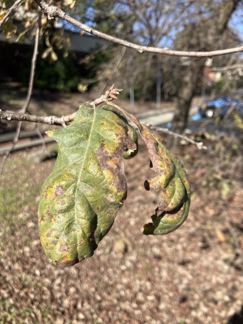 hybrid oak photo 7