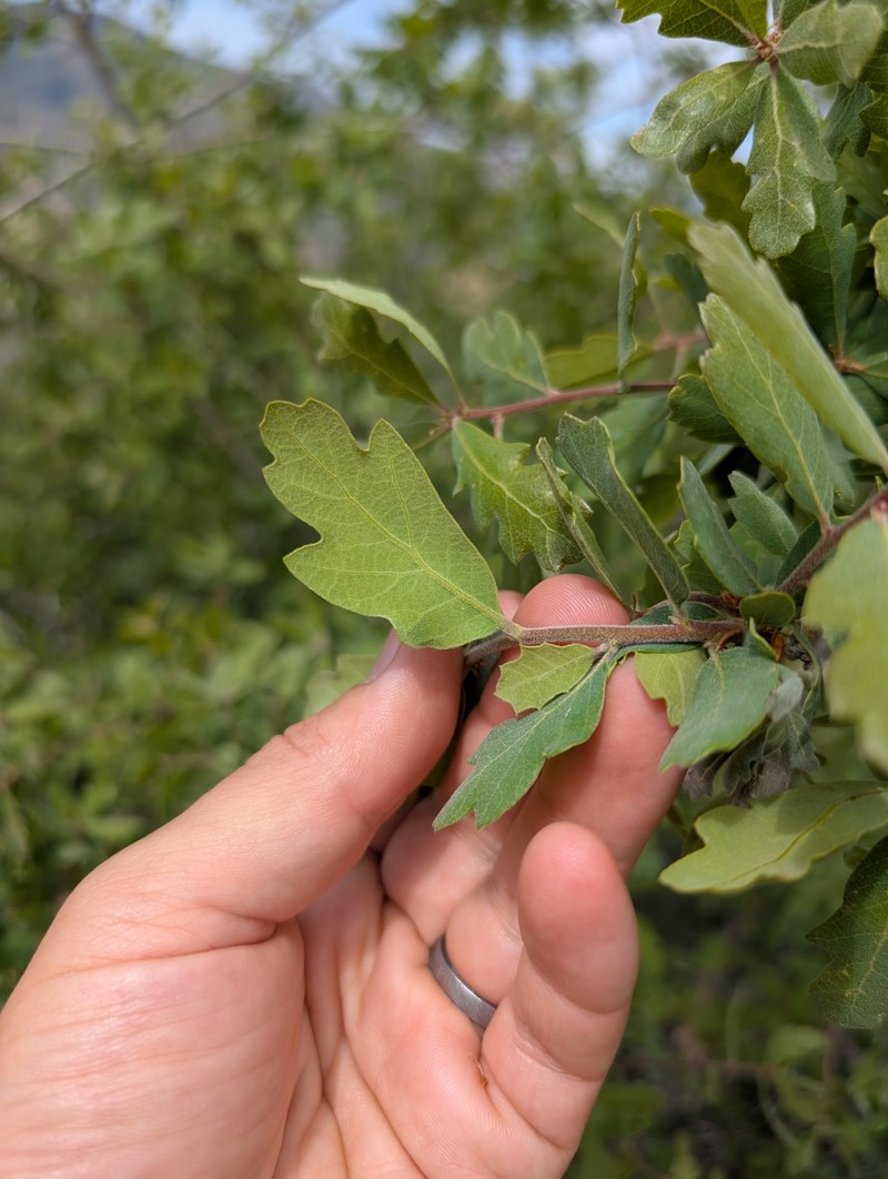 hybrid oak photo 8