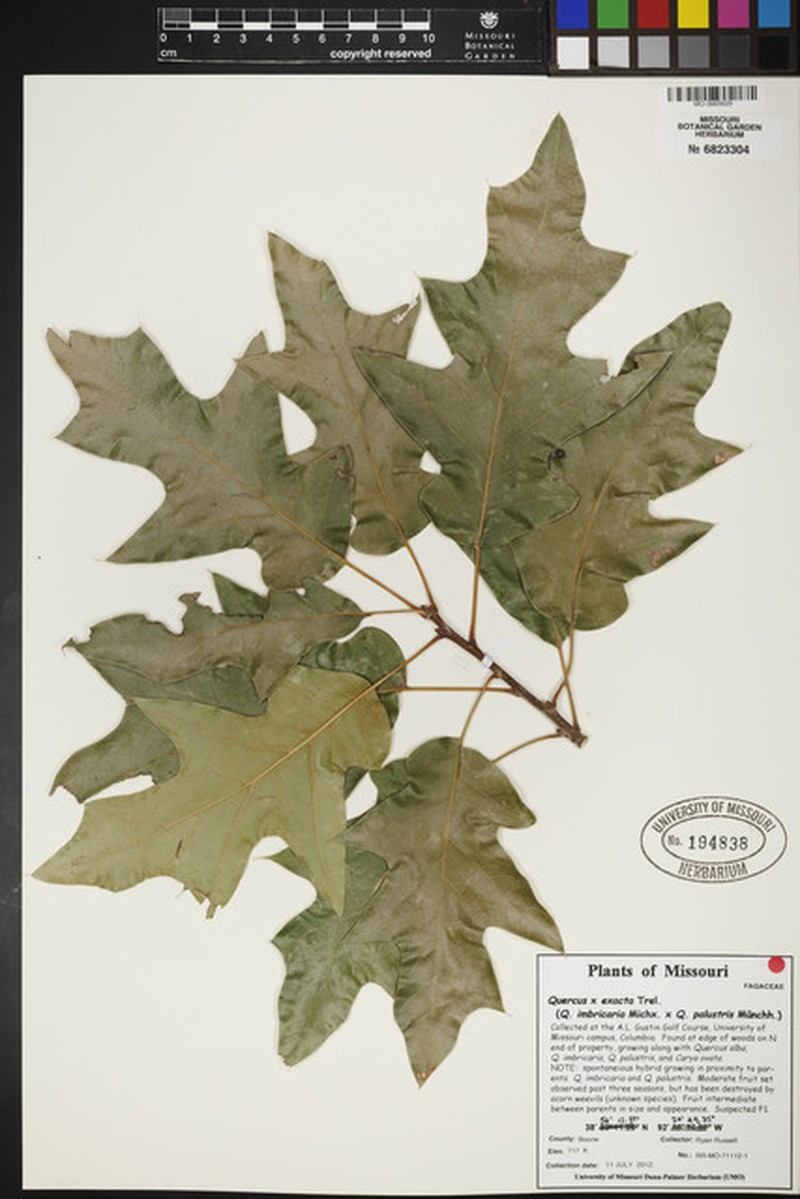 hybrid oak photo 2