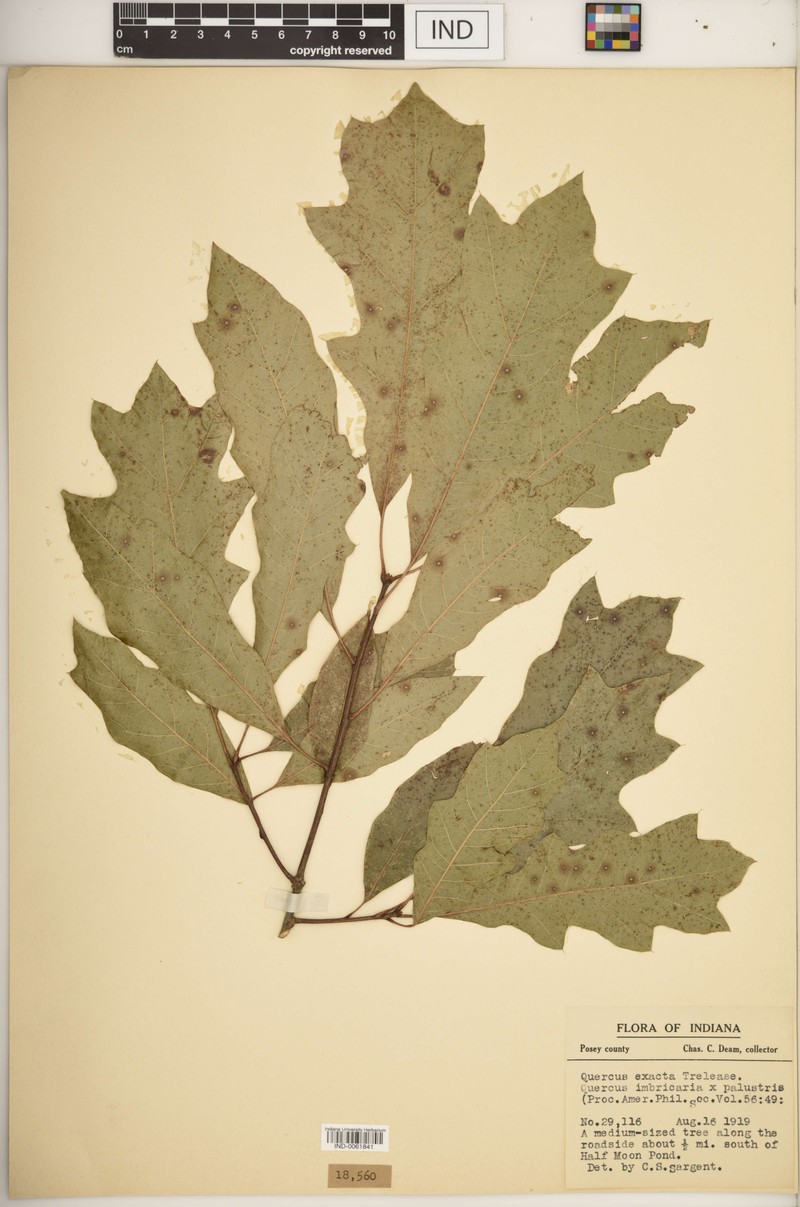 hybrid oak photo 3